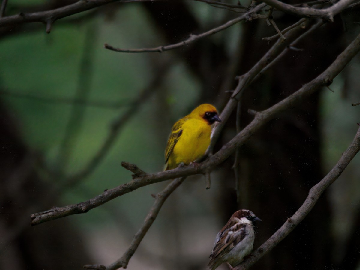 Rüppell's Weaver - ML643124705