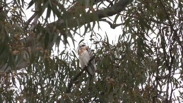 Black-shouldered Kite - ML643124706