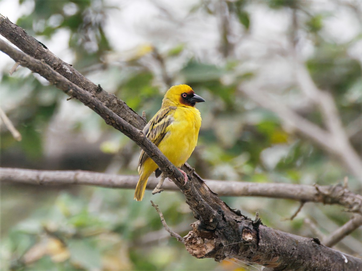 Rüppell's Weaver - ML643124707