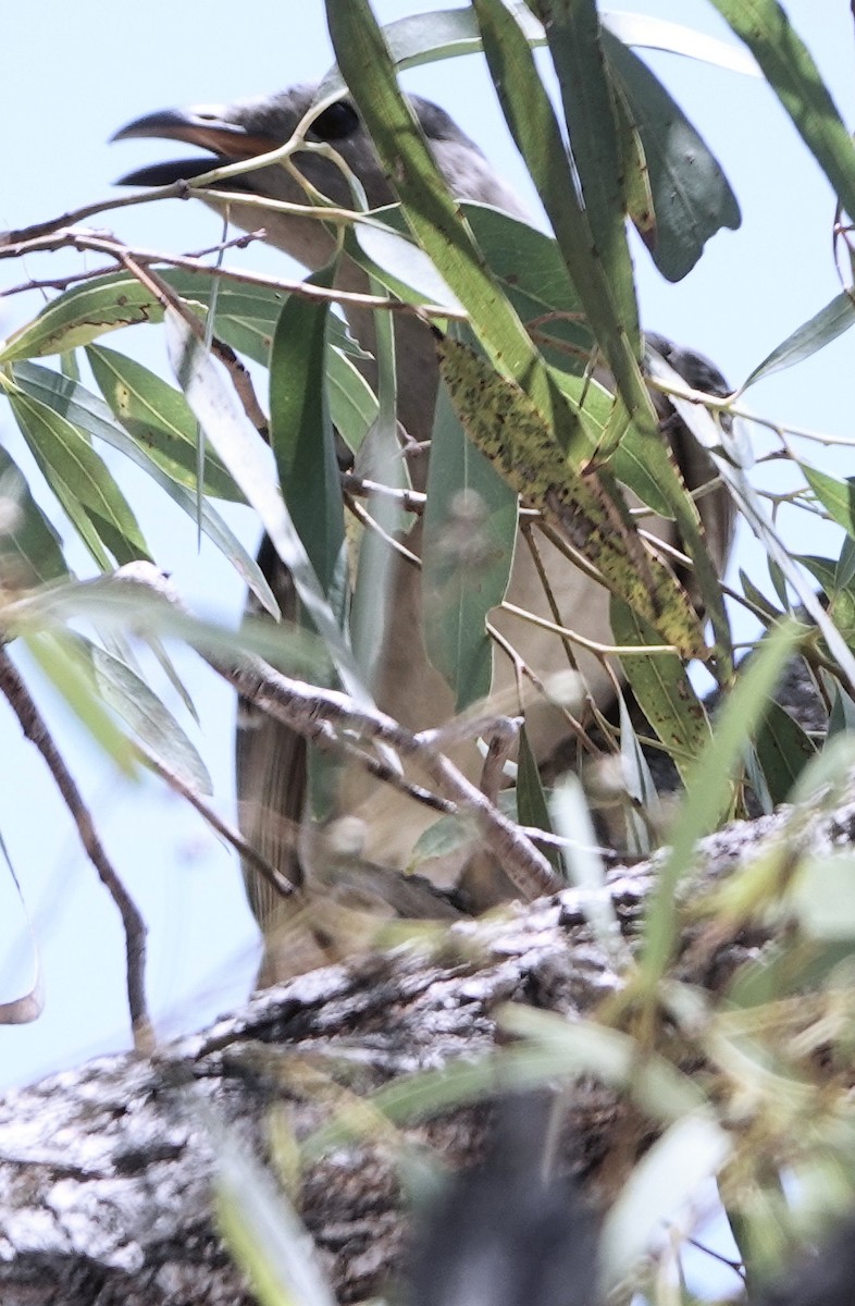Great Bowerbird - ML643124708