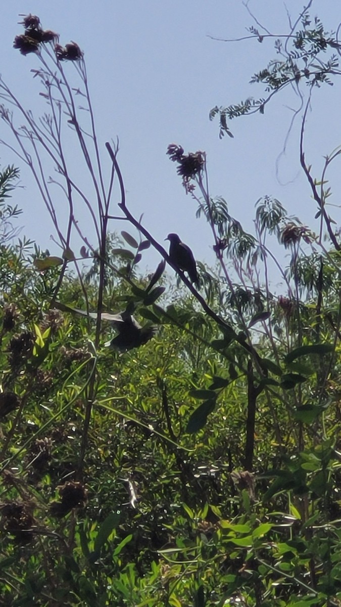 Eared Dove - ML643124709