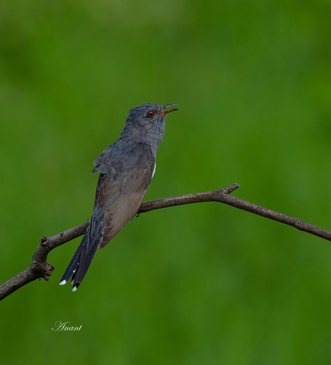 Cuco Pechigrís - ML643124713