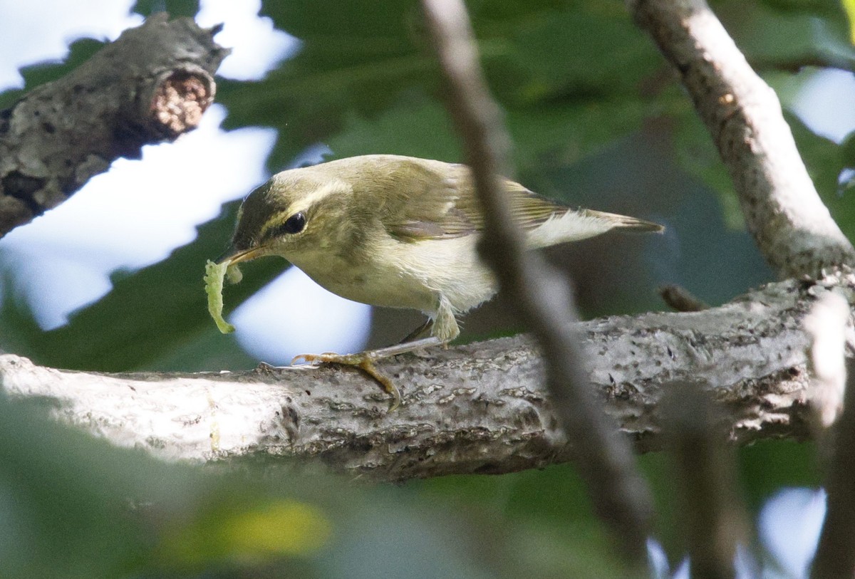 Kamchatka Leaf Warbler - ML643124726