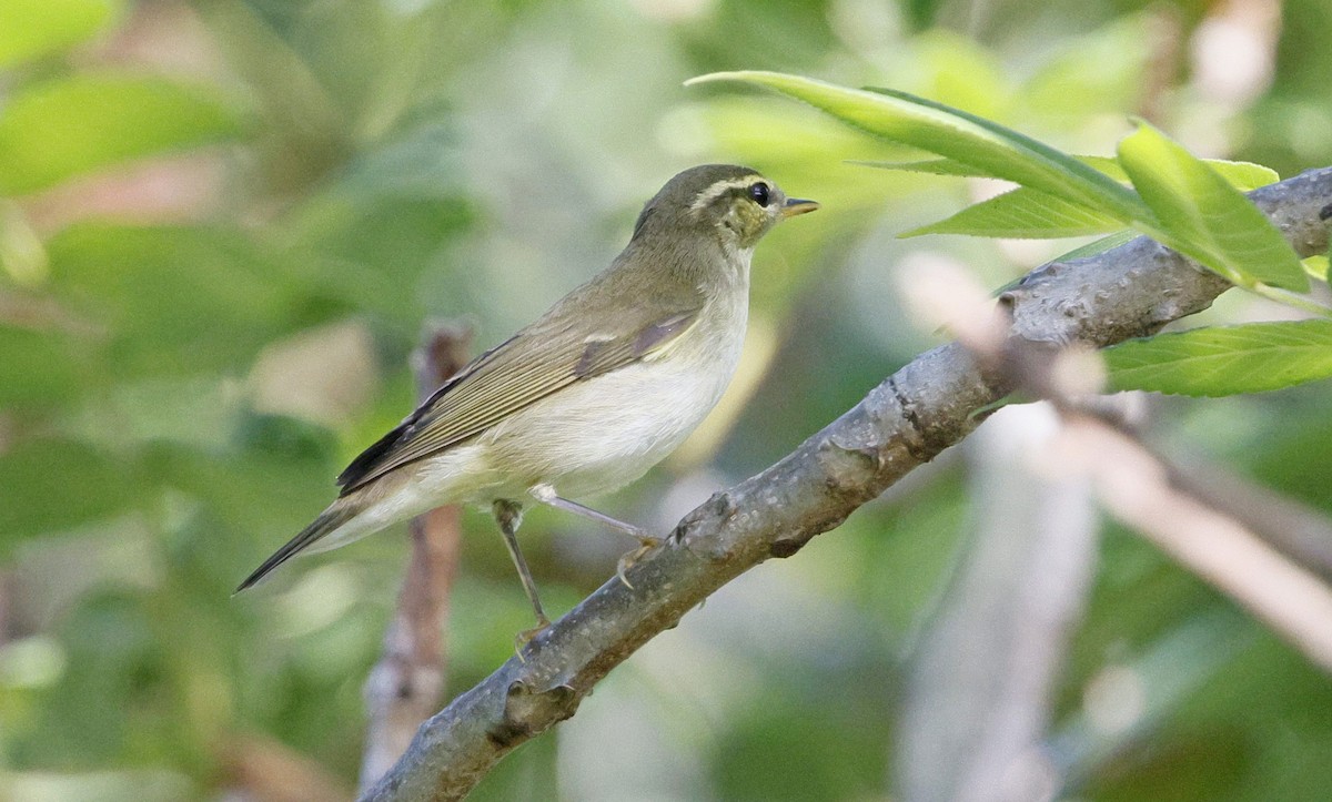 Kamchatka Leaf Warbler - ML643124727