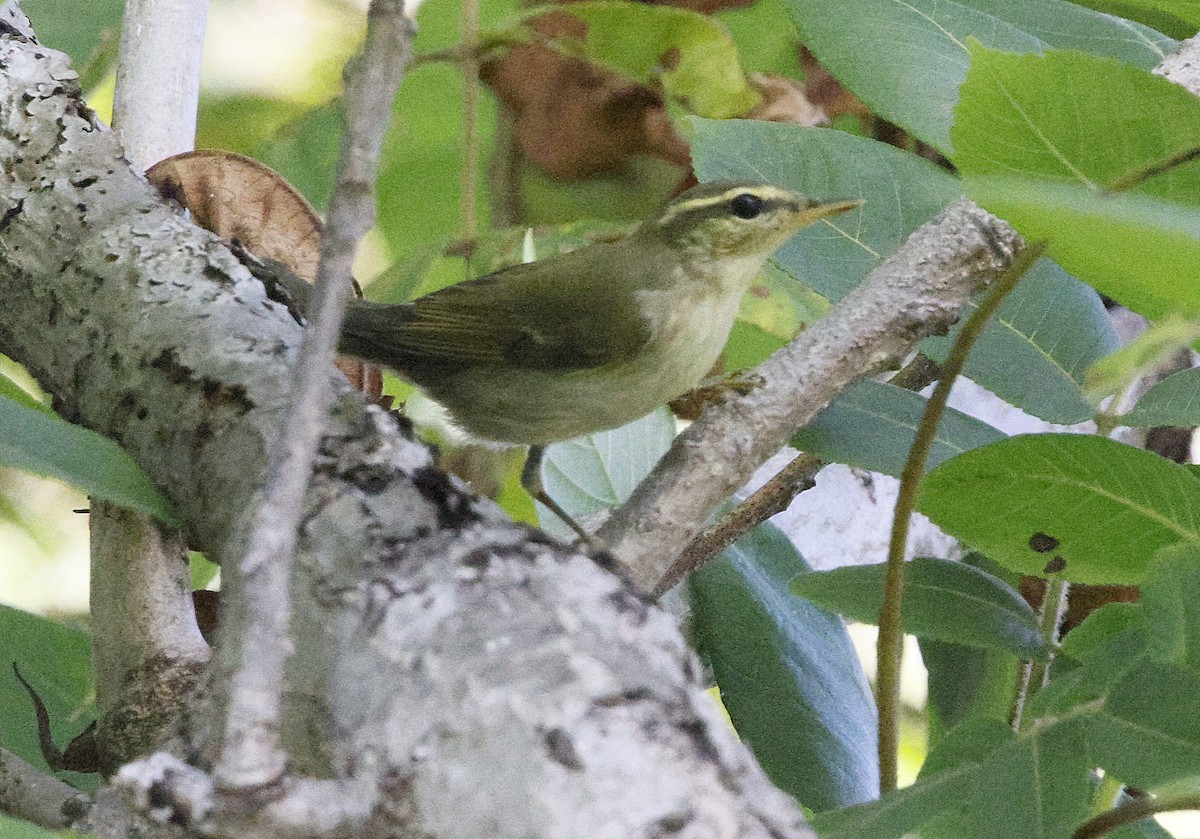 Kamchatka Leaf Warbler - ML643124728