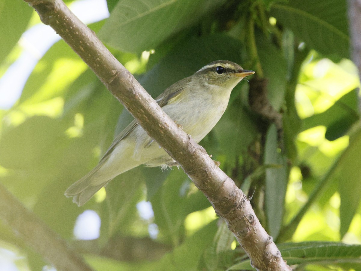 Kamchatka Leaf Warbler - ML643124729
