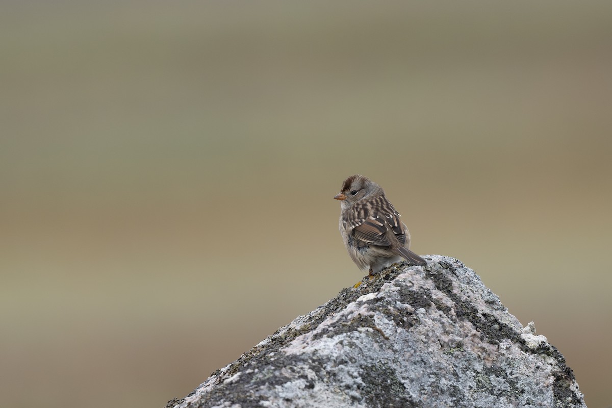 White-crowned Sparrow - ML643124743