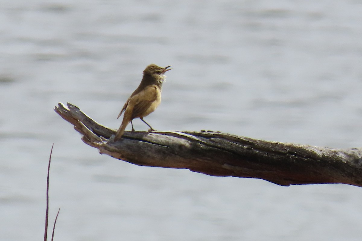 Australian Reed Warbler - ML643124744