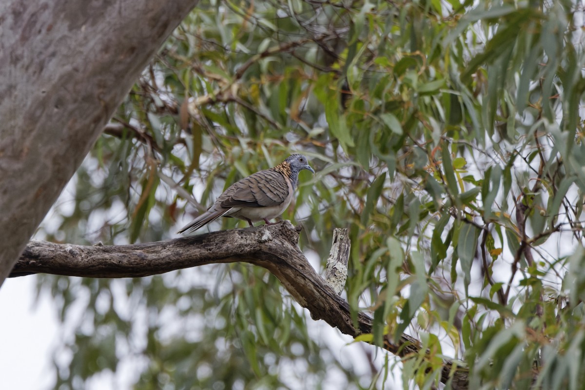 Bar-shouldered Dove - ML643124746