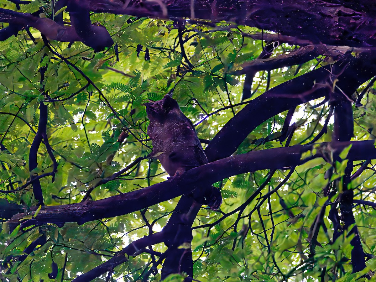 Arabian Eagle-Owl - ML643124765
