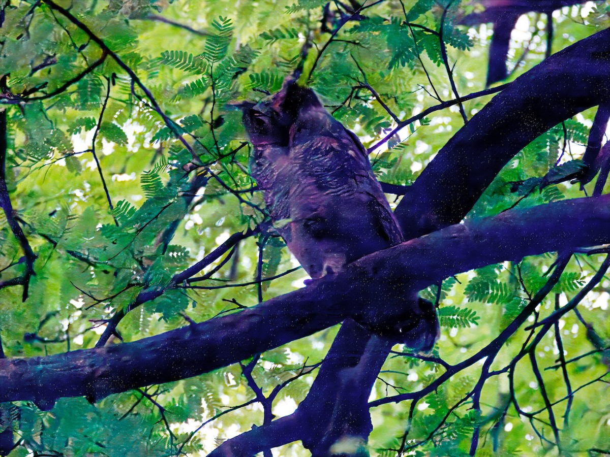 Arabian Eagle-Owl - ML643124767