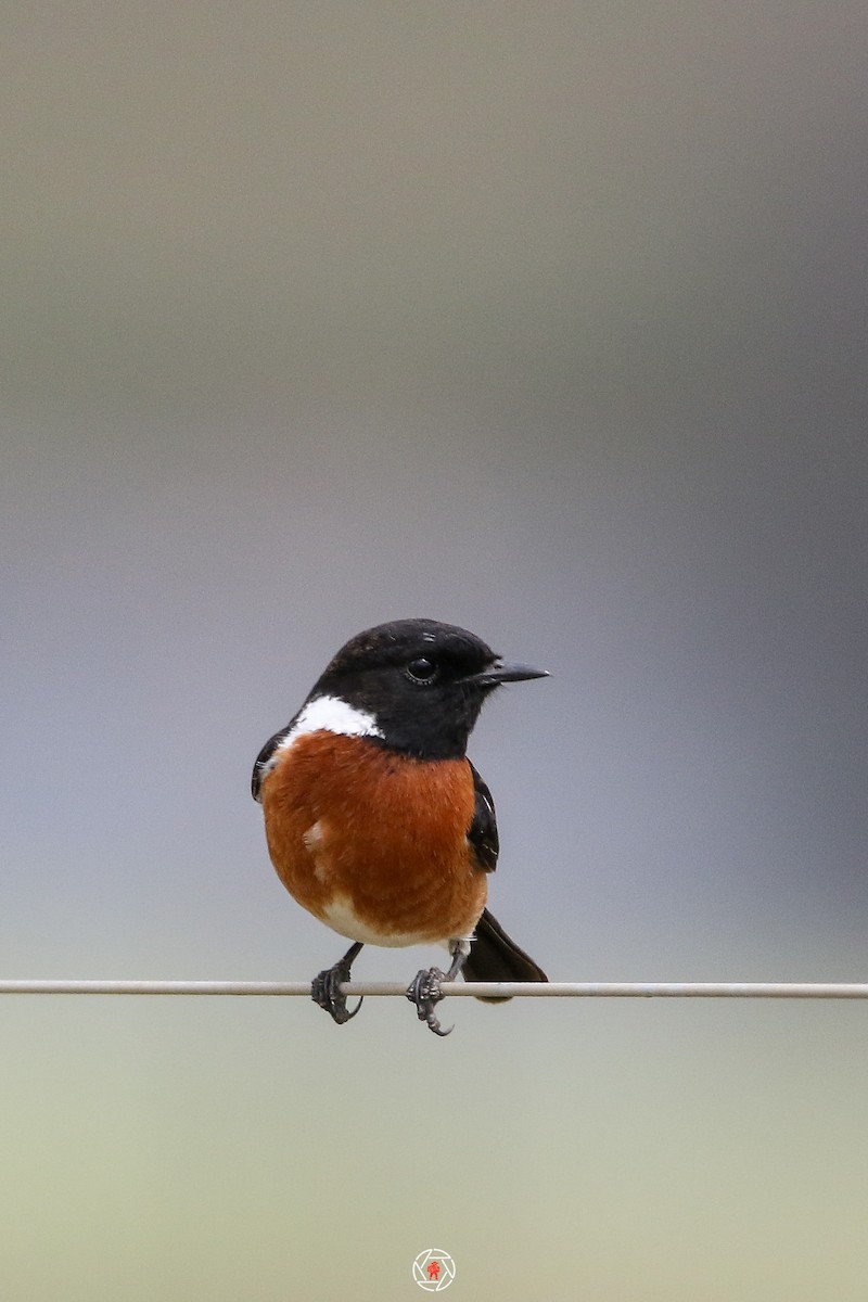 African Stonechat - ML643124769