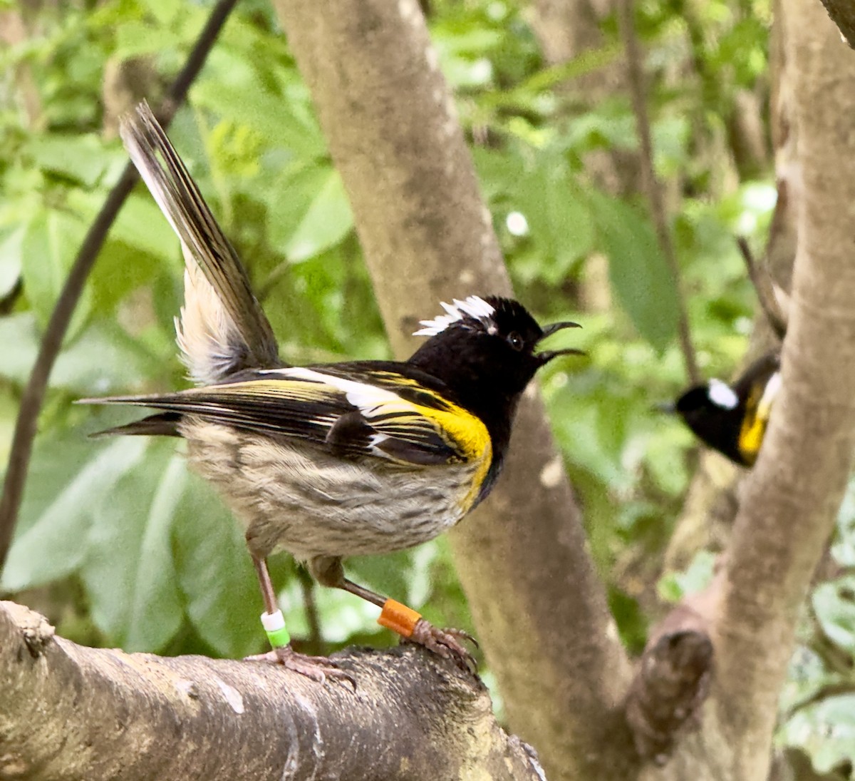 Stitchbird - ML643124782