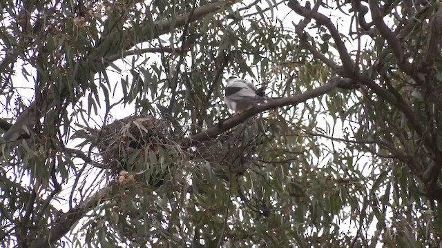 Black-shouldered Kite - ML643124808