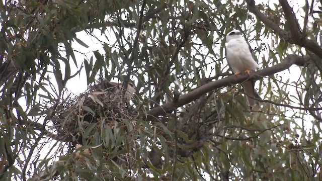Black-shouldered Kite - ML643124809