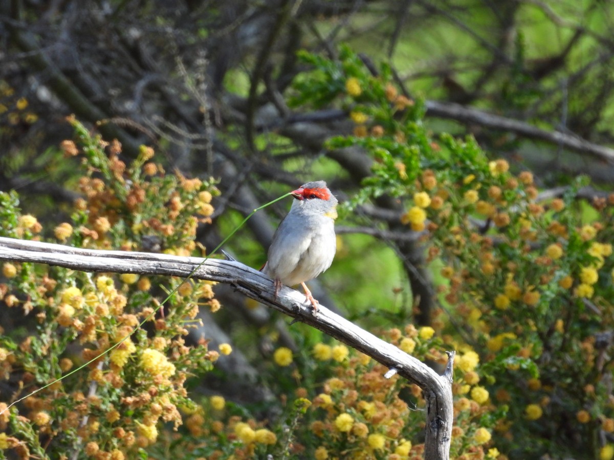 Al Kaşlı Belikınalı - ML643124819