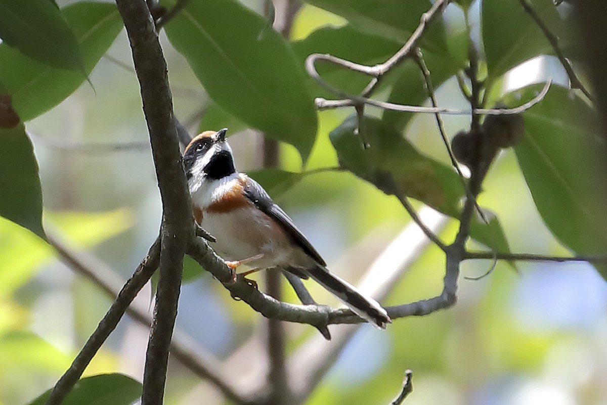 Black-throated Tit (Black-throated) - ML643124843