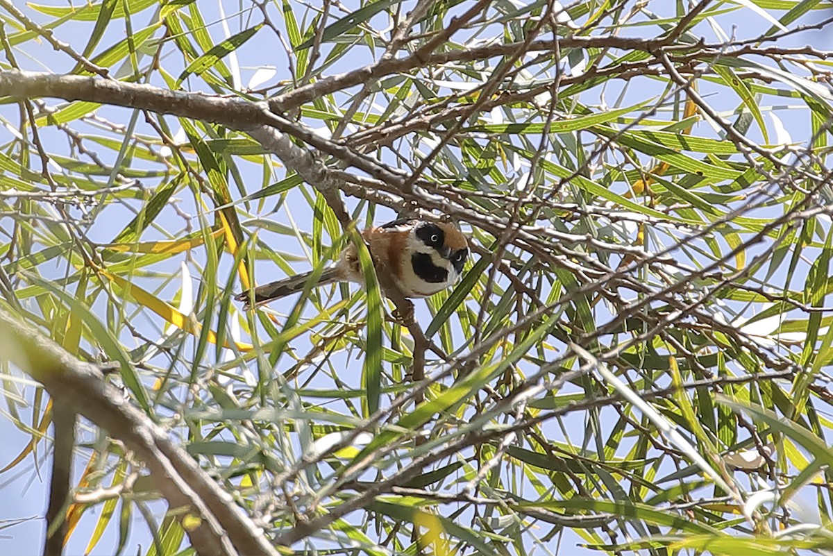 Black-throated Tit (Black-throated) - ML643124844