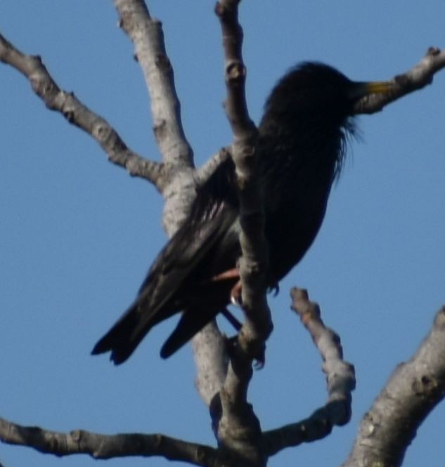 Spotless Starling - ML643124857