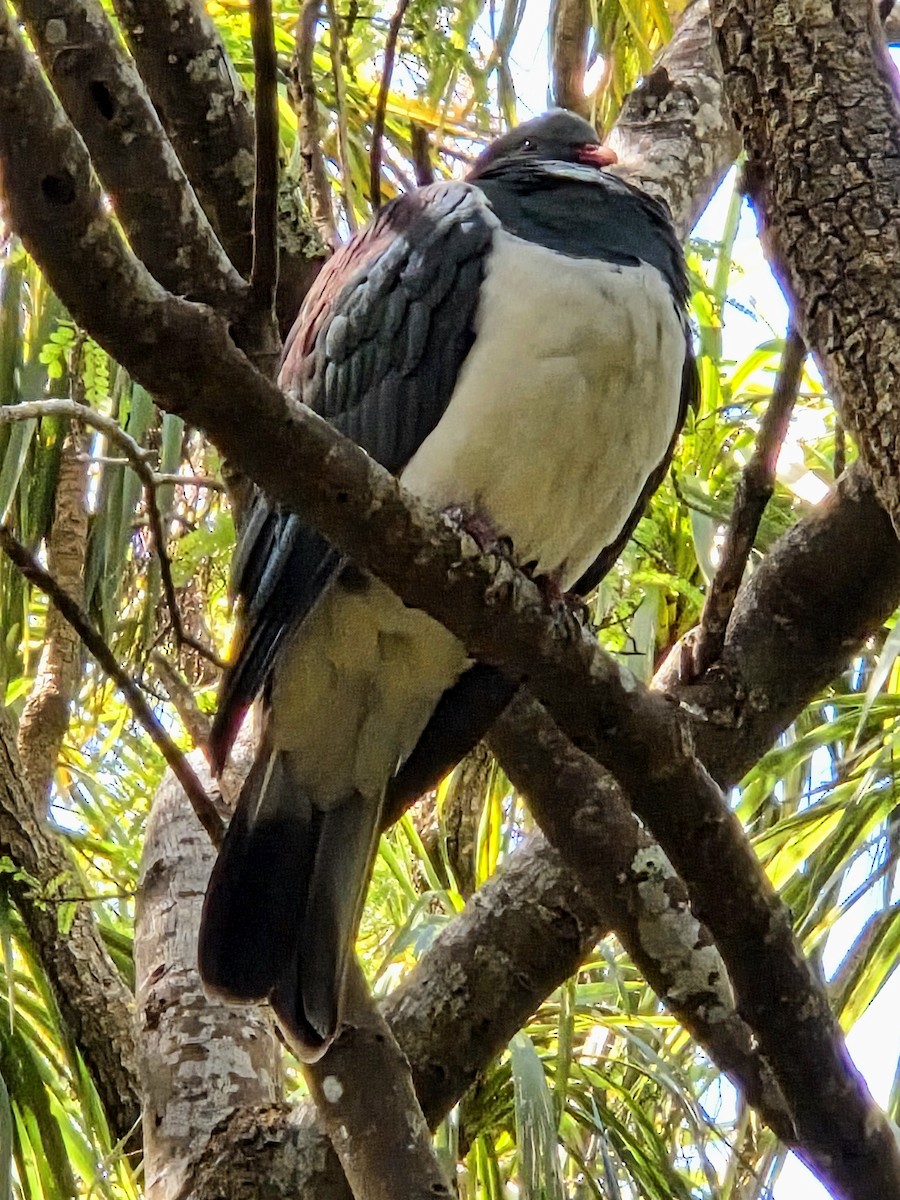 New Zealand Pigeon - ML643124873