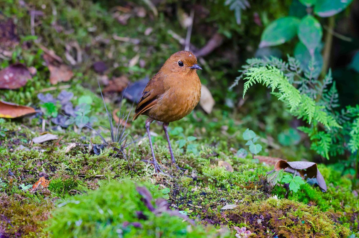 Equatorial Antpitta - ML643124874