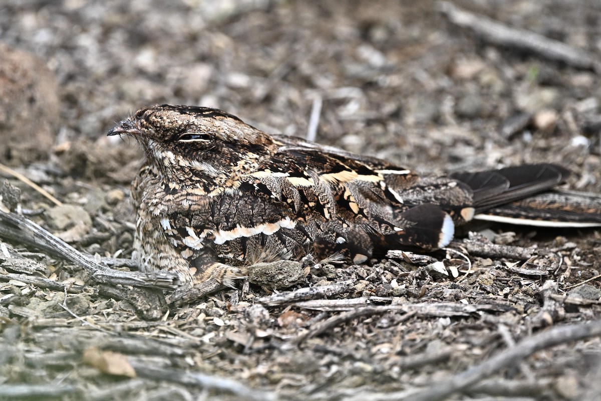 Slender-tailed Nightjar - ML643124881