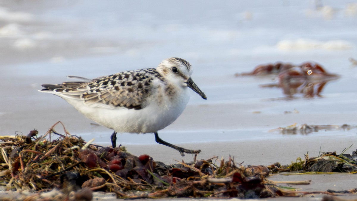 Piovanello tridattilo - ML643124892