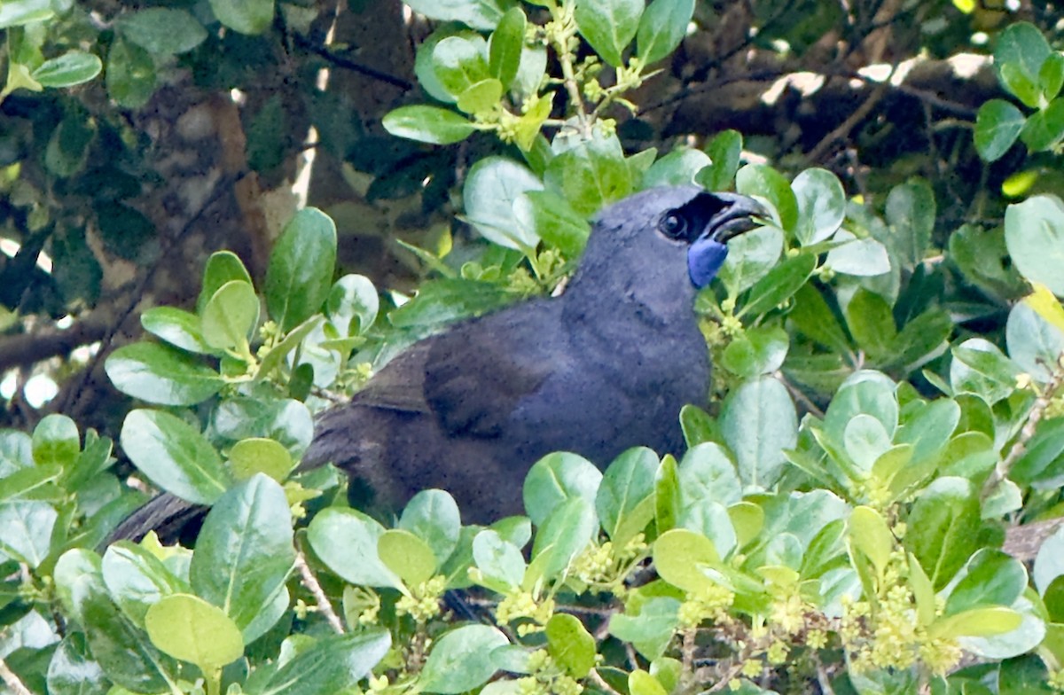 North Island Kokako - ML643124895