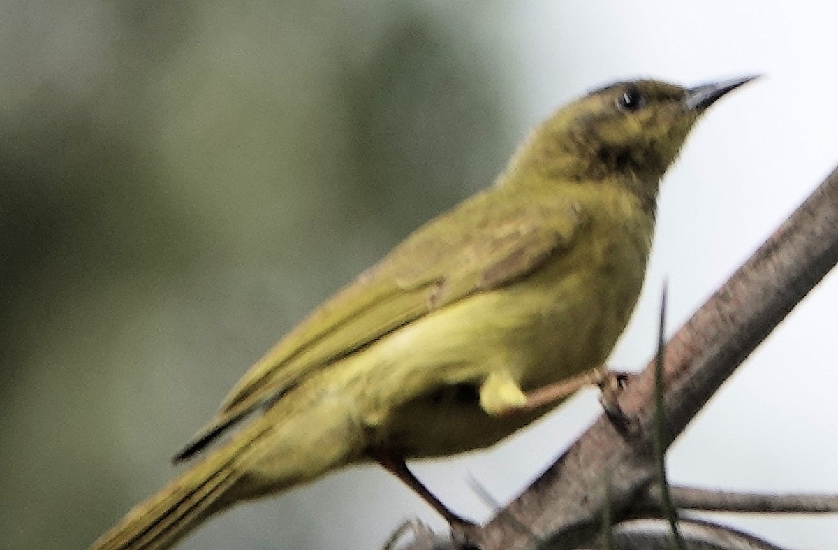 Yellow Honeyeater - ML643124901