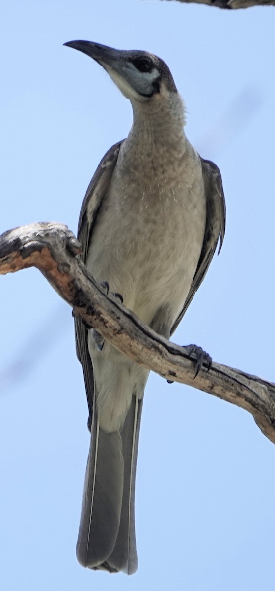 Little Friarbird - ML643124918
