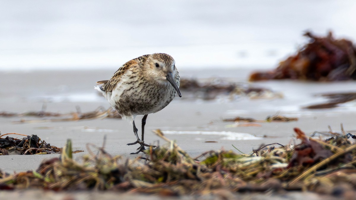 Piovanello pancianera - ML643124968