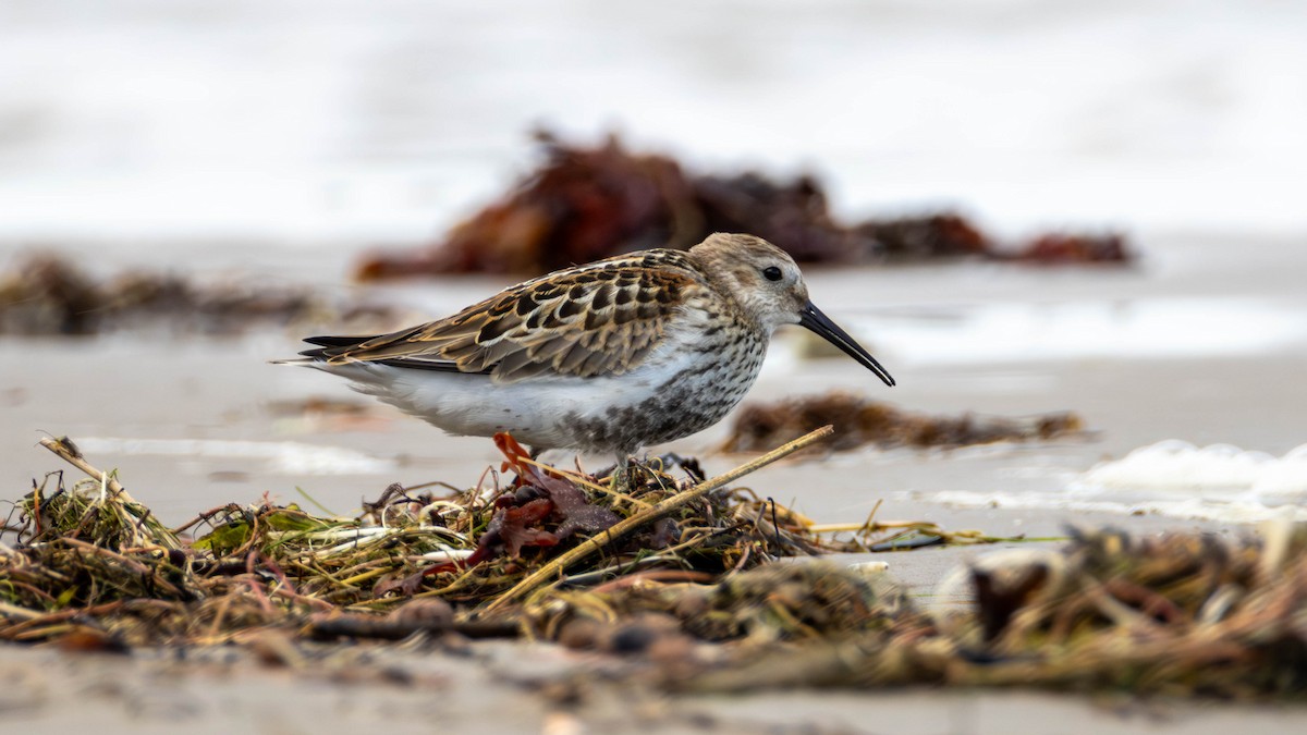 Piovanello pancianera - ML643124969