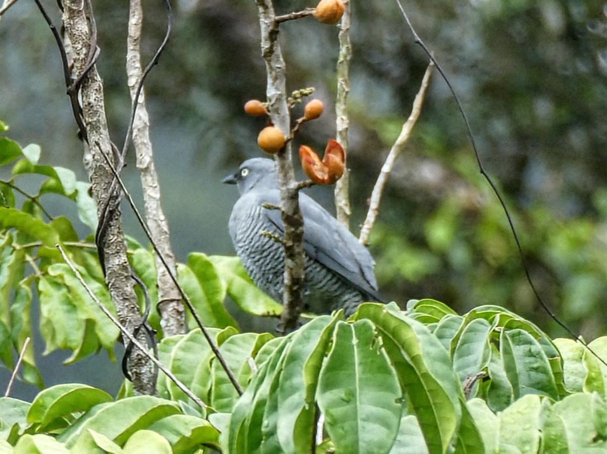 Barred Cuckooshrike - ML643124972