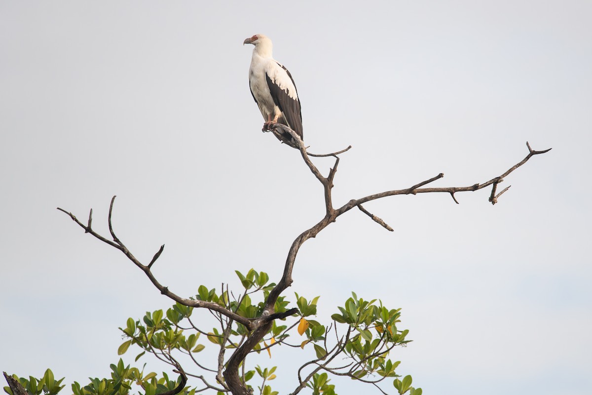 Palm-nut Vulture - ML643124995