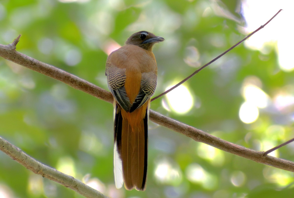 Scarlet-rumped Trogon - ML643124996