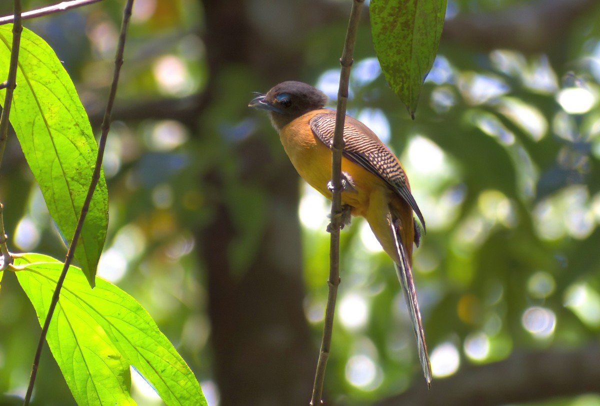 Scarlet-rumped Trogon - ML643124997