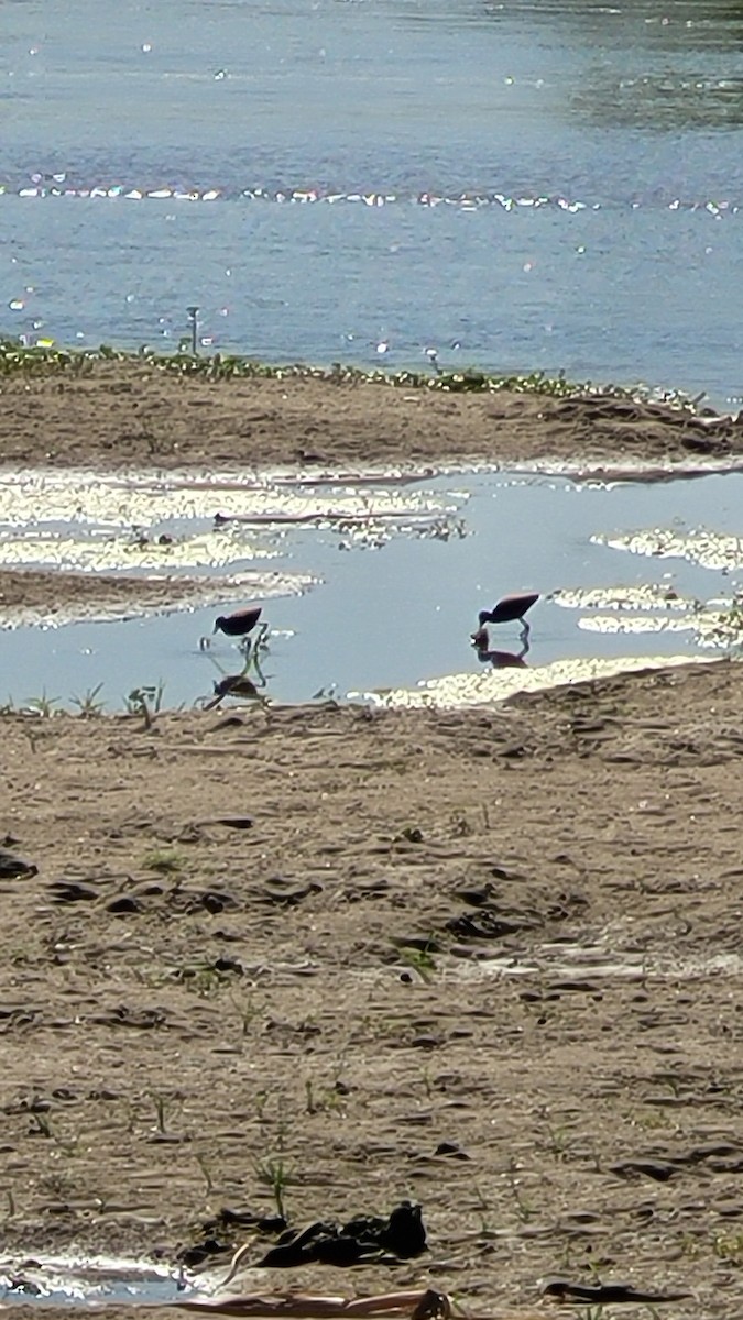 Wattled Jacana - ML643124999