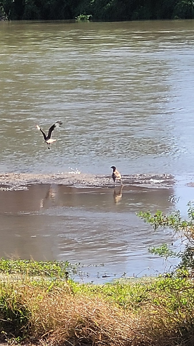 Crested Caracara - ML643125007