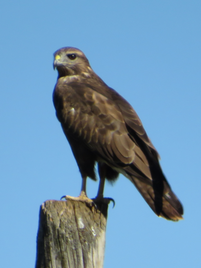 ヨーロッパノスリ - ML643125010