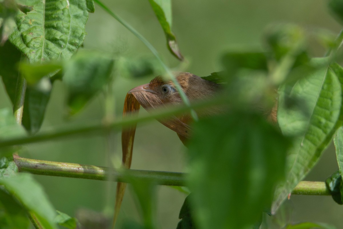 Tawny-bellied Babbler - ML643125019