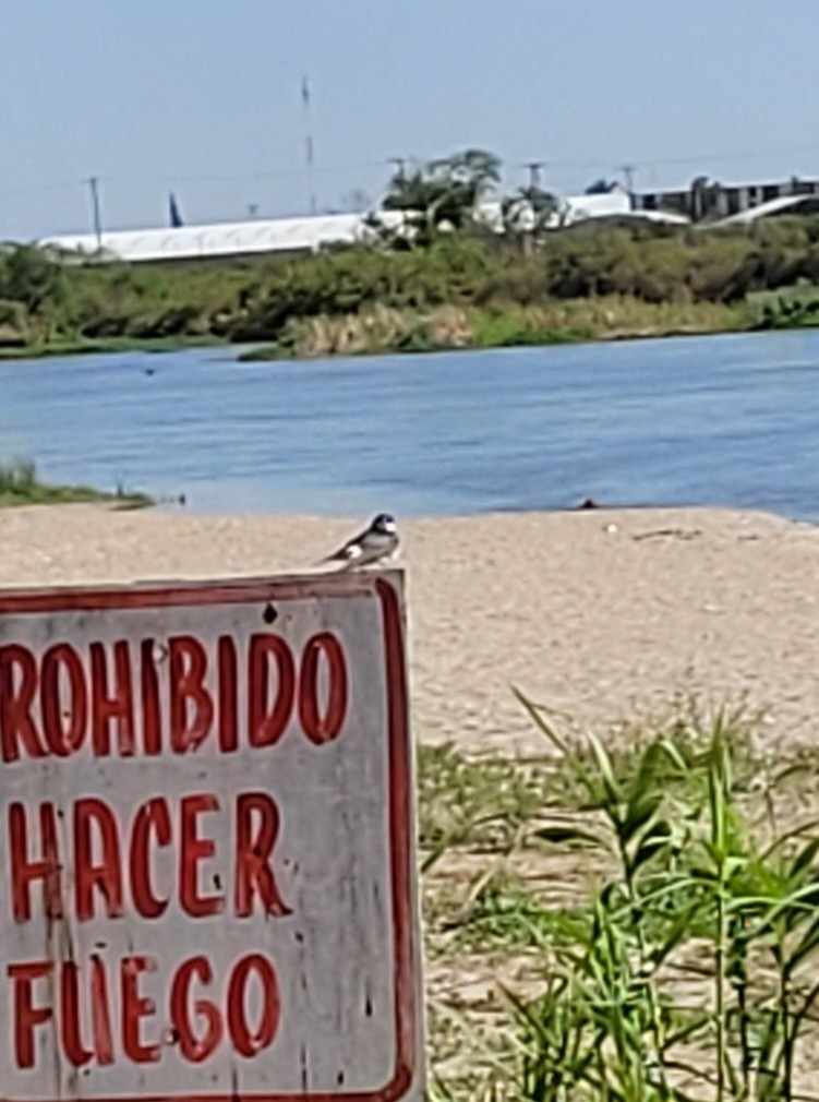 White-rumped Swallow - ML643125026