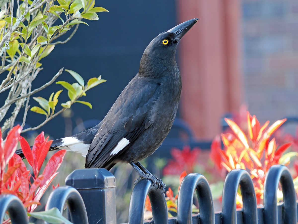 Pied Currawong - ML643125035
