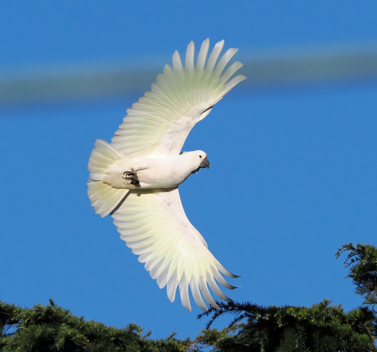 Sulphur-crested Cockatoo - ML643125037