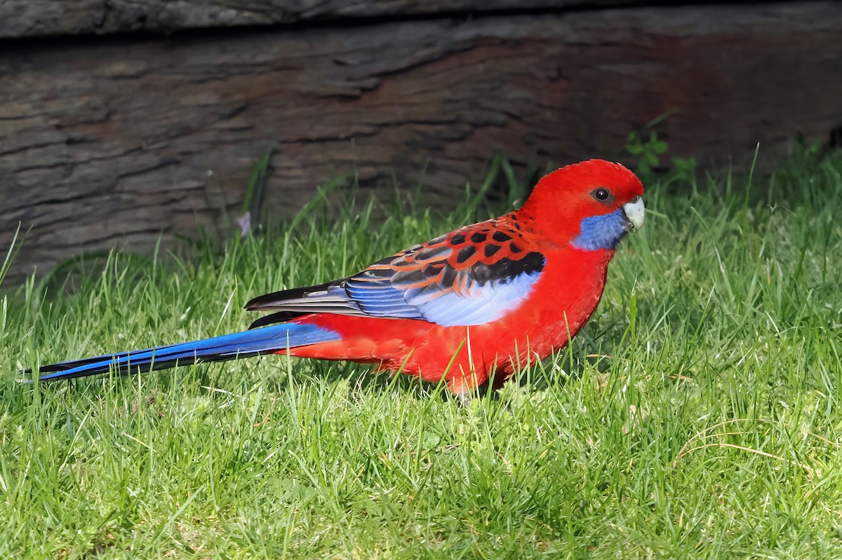 Crimson Rosella (Crimson) - ML643125042