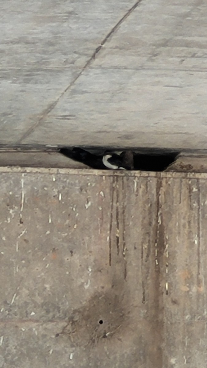 Gray-breasted Martin - ML643125068