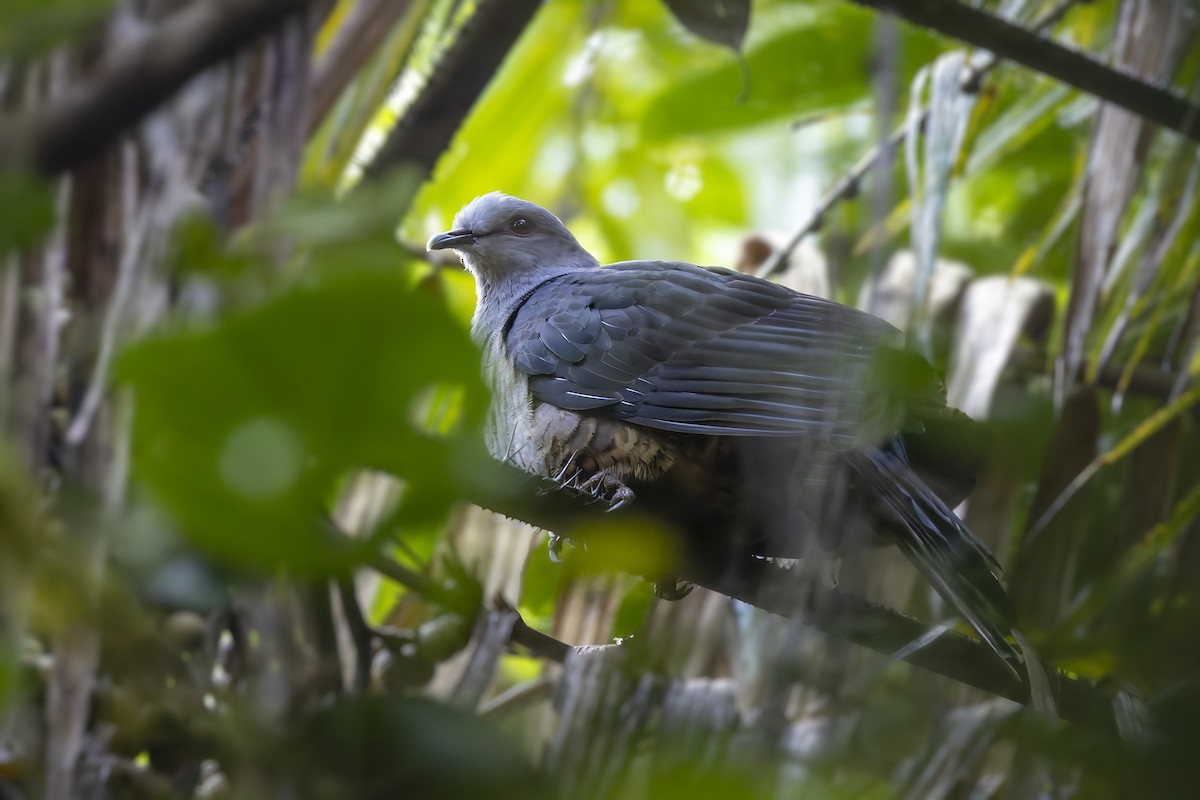 Sombre Pigeon - ML643125078