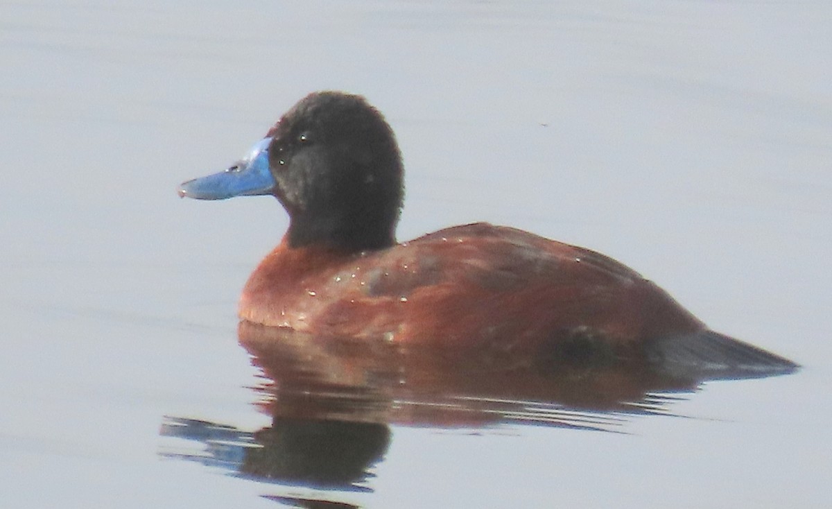 Lake Duck - ML643125079