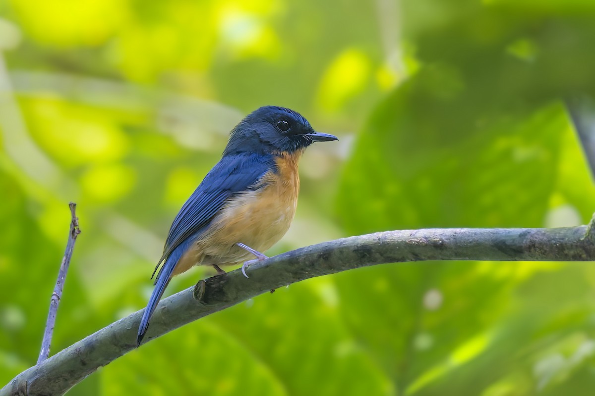 Sulawesi Blue Flycatcher - ML643125084