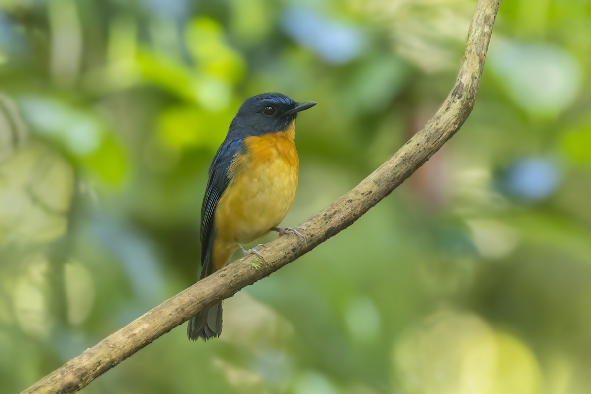 Sulawesi Blue Flycatcher - ML643125085