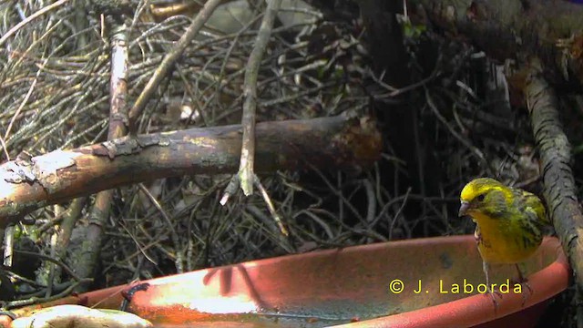 European Serin - ML643125090